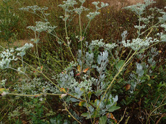 Eriogonum giganteum