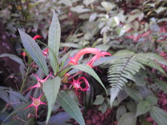 Lobelia persicifolia