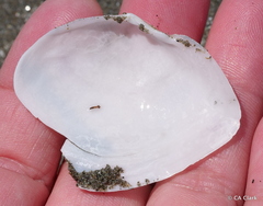 Rexithaerus indentata