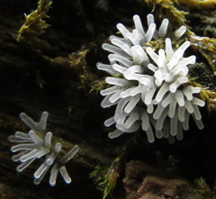 Ceratiomyxa fruticulosa fruticulosa