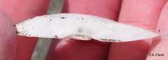 Rexithaerus indentata