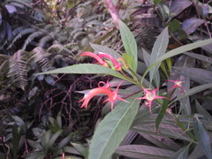 Lobelia persicifolia