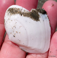 Rexithaerus indentata