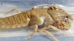 Cambarus graysoni