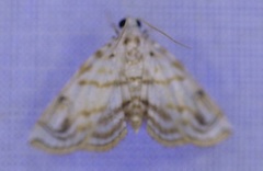 Musotiminae