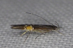 Cosmopteriginae
