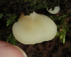 Crepidotus