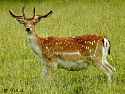 European Fallow Deer