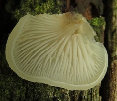 Crepidotus