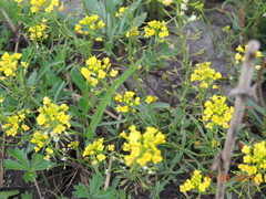 Rorippa brachycarpa