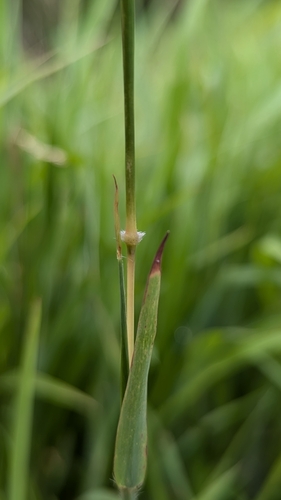 Smut grass (Ischaemum ciliare)