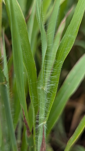 Image of Ischaemum ciliare by (c) Cheng-Te Hsu, some rights reserved (CC BY)