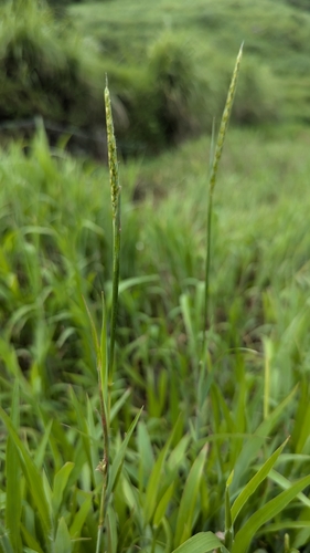 Image of Ischaemum ciliare by (c) Cheng-Te Hsu, some rights reserved (CC BY)