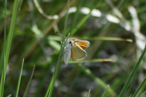 Edwards's Skipperling photo 4