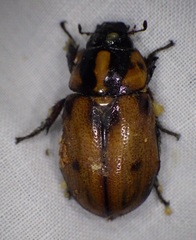 Cyclocephala mafaffa