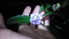 Psychotria urbaniana