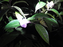 Psychotria urbaniana