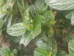 Ceanothus thyrsiflorus griseus