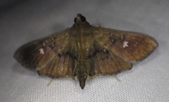 Microthyris prolongalis