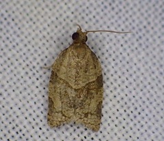 Clepsis davisi