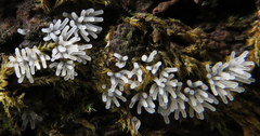 Ceratiomyxa fruticulosa fruticulosa