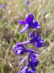 Delphinium variegatum