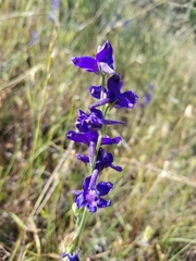 Delphinium variegatum