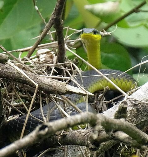 Common Tree Snake sighting