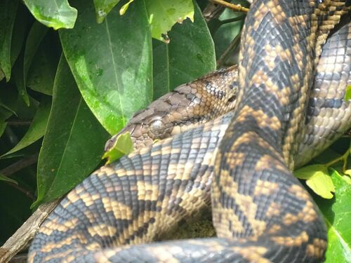 Australian Scrub Python sighting