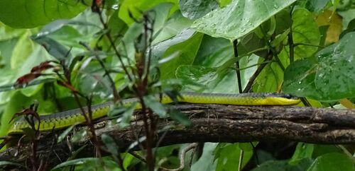 Common Tree Snake sighting