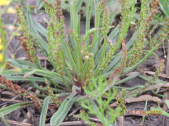 Plantago salsa