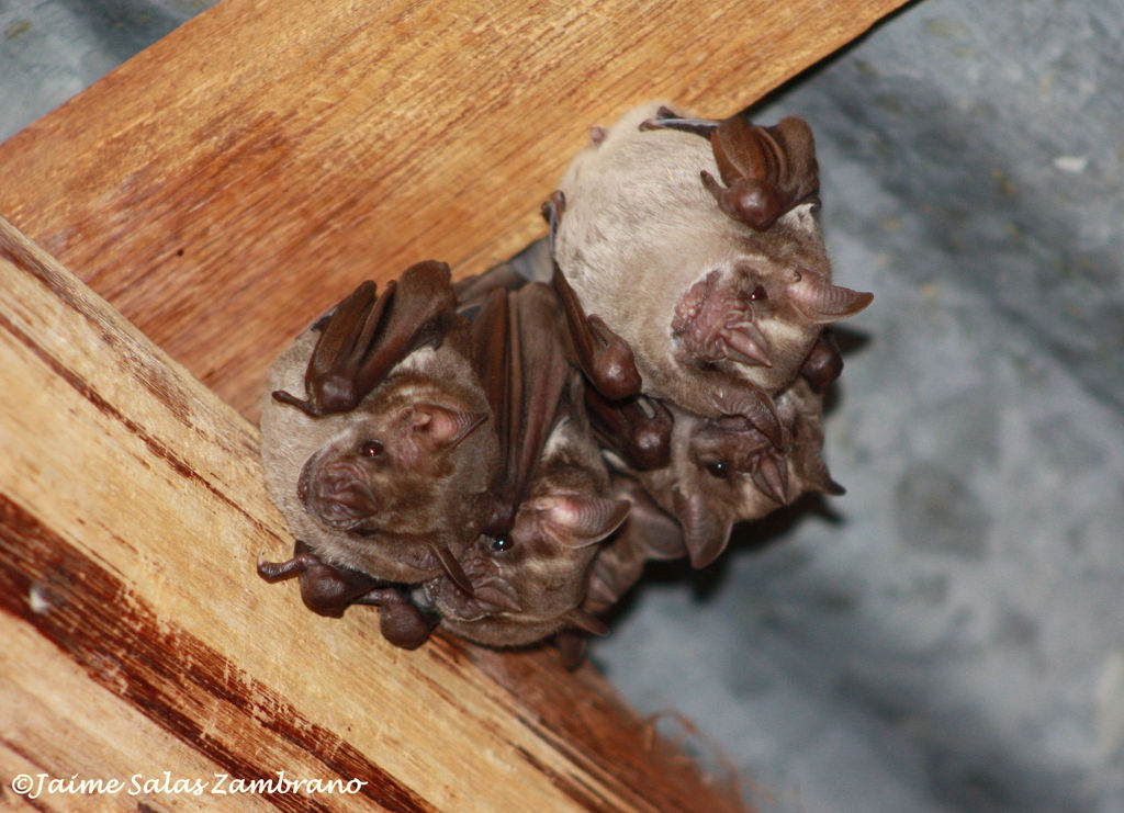 Fraternal Fruit-Eating Bat