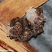 Fraternal Fruit-eating Bat - Photo (c) Jaime Salas, some rights reserved (CC BY-NC), uploaded by Jaime Salas