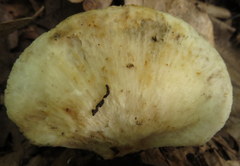 Neofavolus alveolaris
