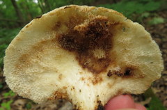 Neofavolus alveolaris