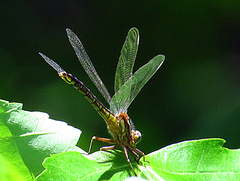 Phanogomphus borealis