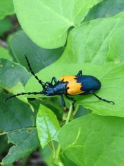 Desmocerus palliatus