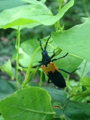 Desmocerus palliatus