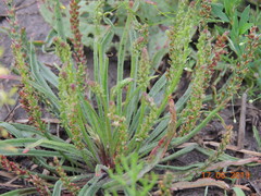 Plantago salsa