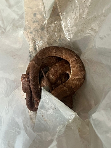 Bothrops jabrensis