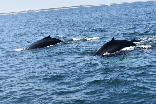 Humpback Whale photographed in Massachusetts