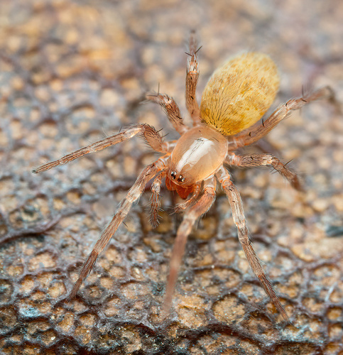 Blabomma hexops