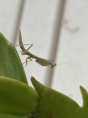Iris oratoria