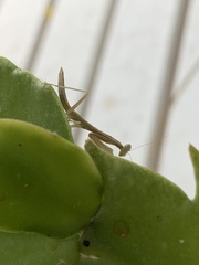 Iris oratoria