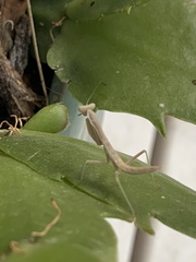Iris oratoria