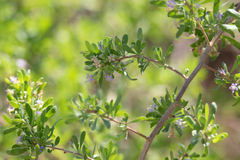 Lycium torreyi, photograph (c) Kevin Floyd, some rights reserved (CC BY)