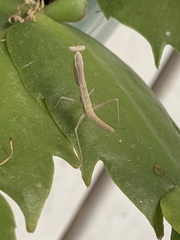 Iris oratoria