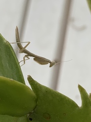 Iris oratoria