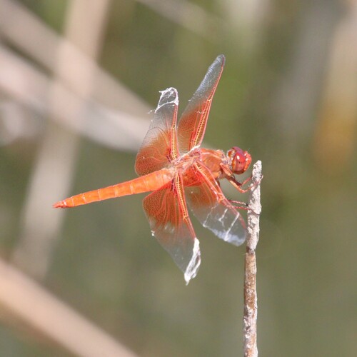iNaturalist observation photo of Flame Skimmer