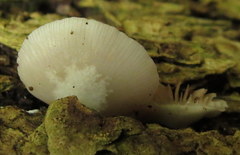 Crepidotus